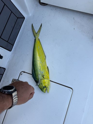 Mahi caught aboard C Turtle Fishing near Homestead, FL