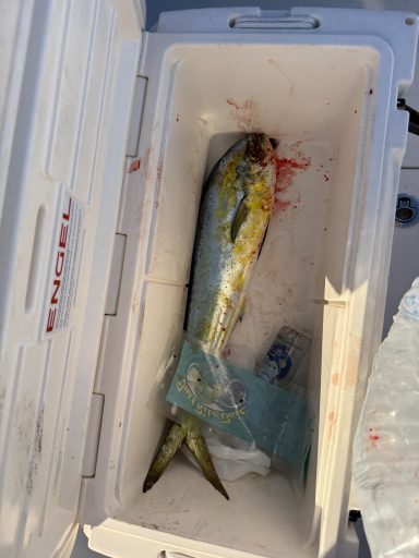 Nice mahi caught near Homestead